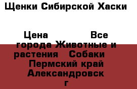 Щенки Сибирской Хаски › Цена ­ 20 000 - Все города Животные и растения » Собаки   . Пермский край,Александровск г.